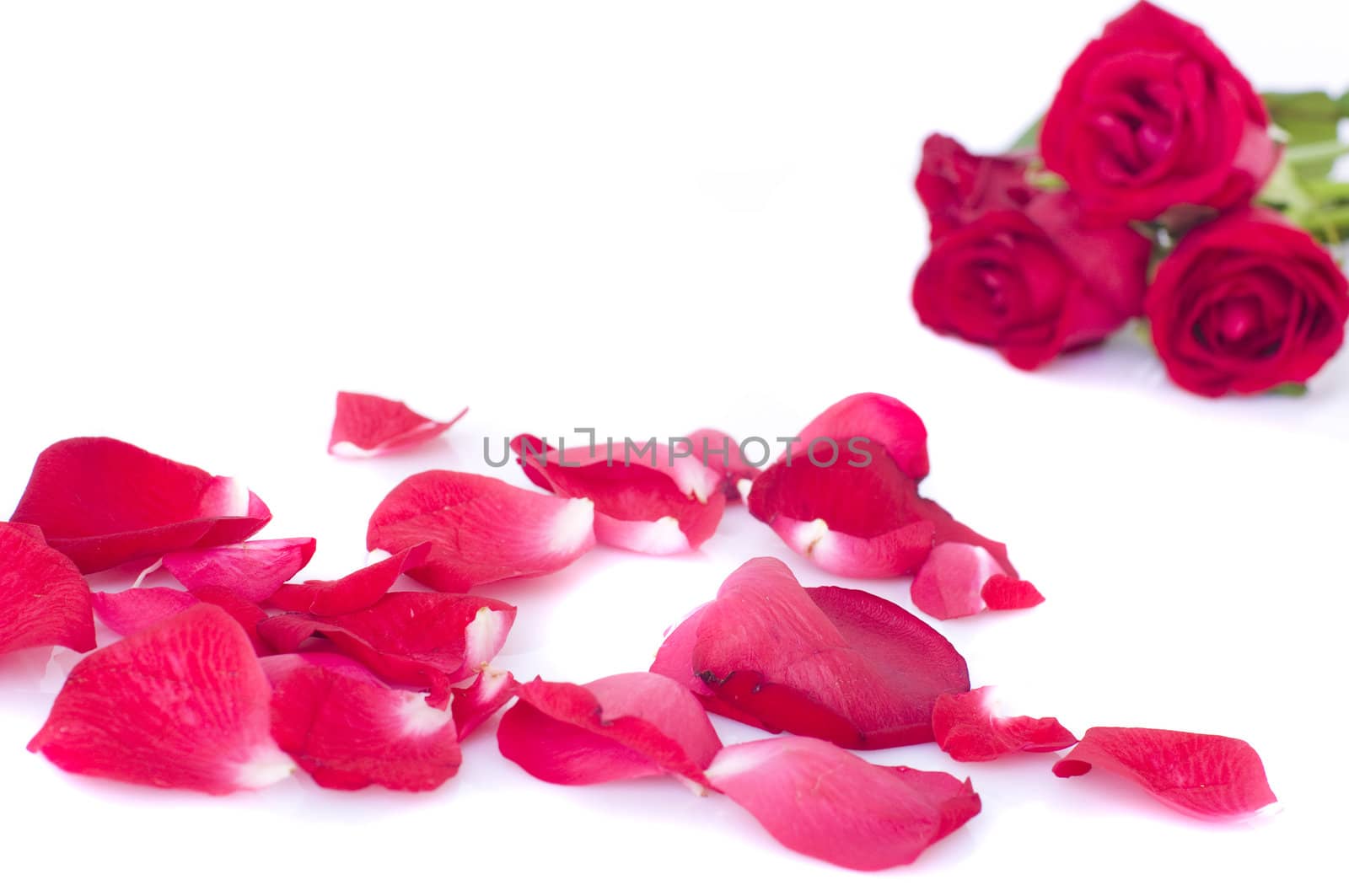 studio close up shot of red rose flower and petals 