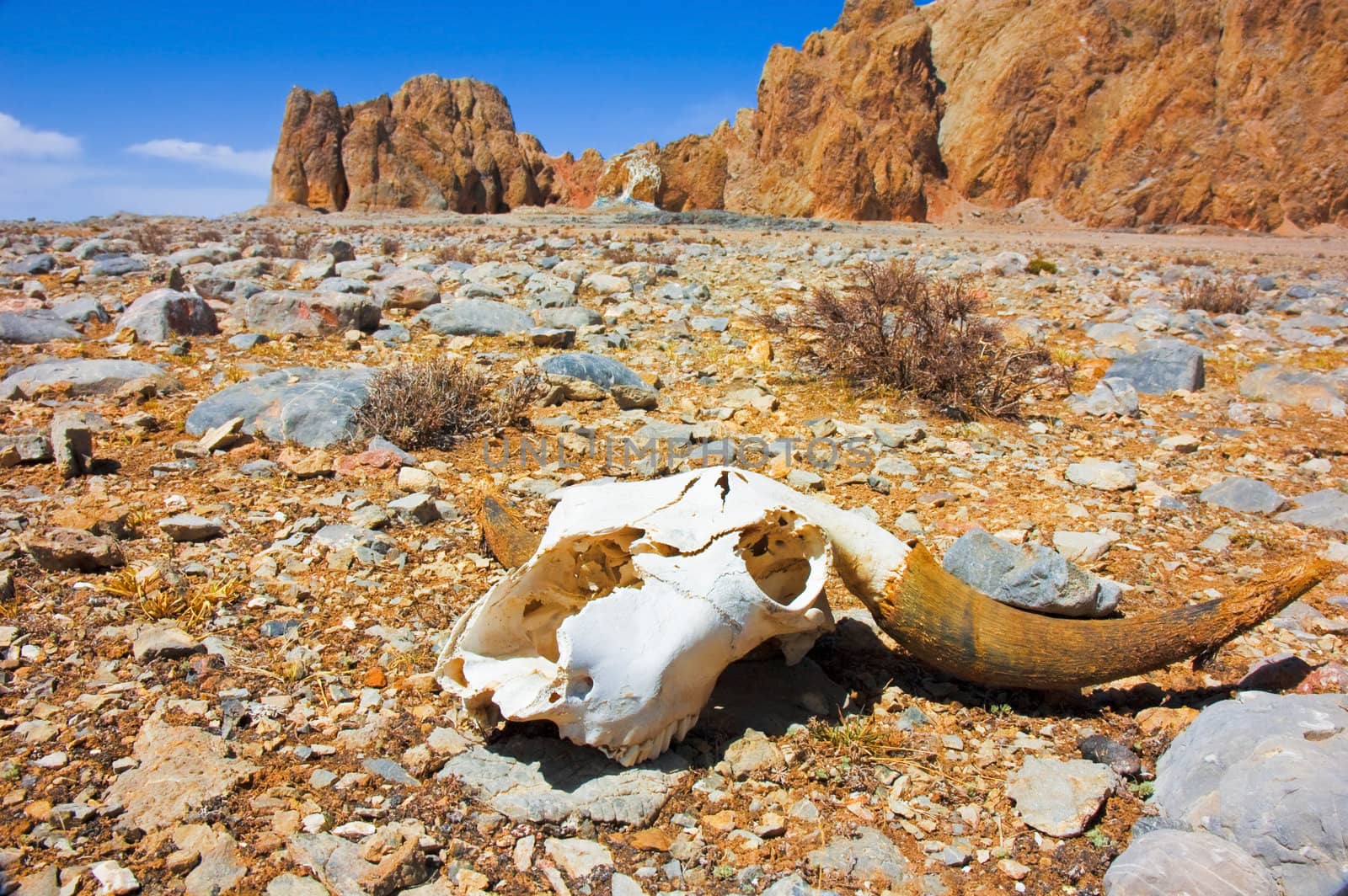 a skull on a desert 