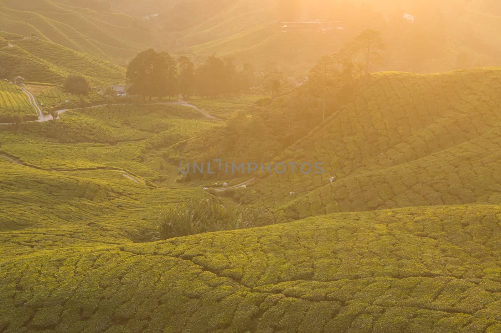 tea plantation in cameron highlands,malaysia