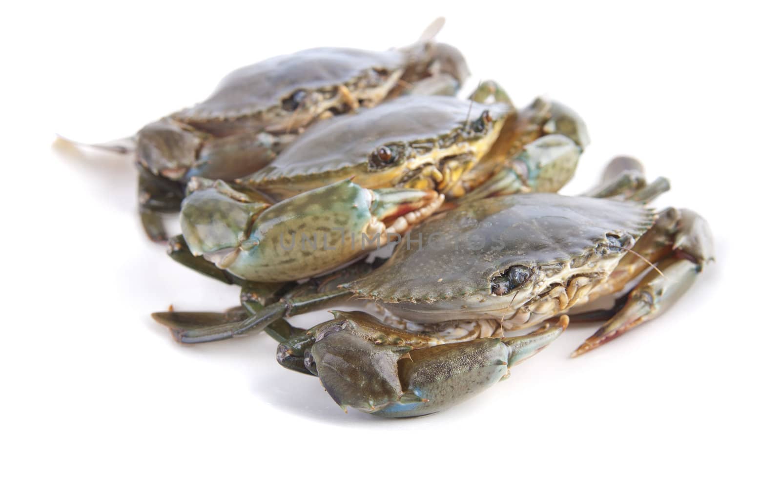 crabs with isolated white background