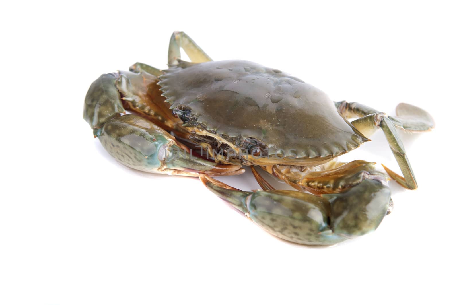 raw crab isolated on white background