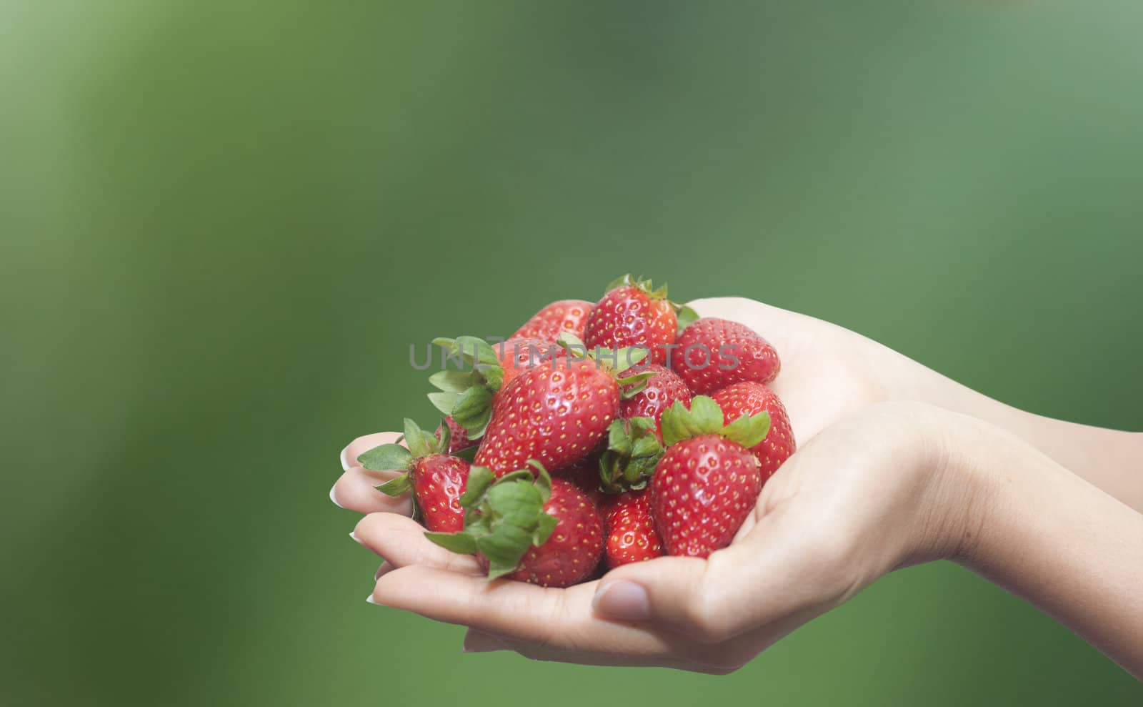 hand  holdings a handful of strawberries with green background
