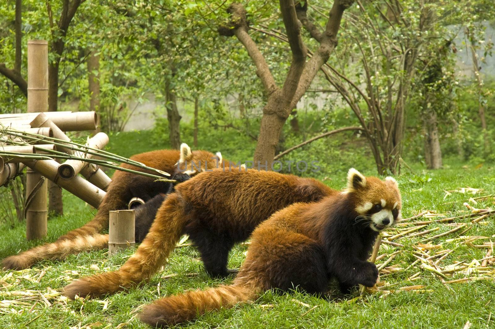 red panda in china