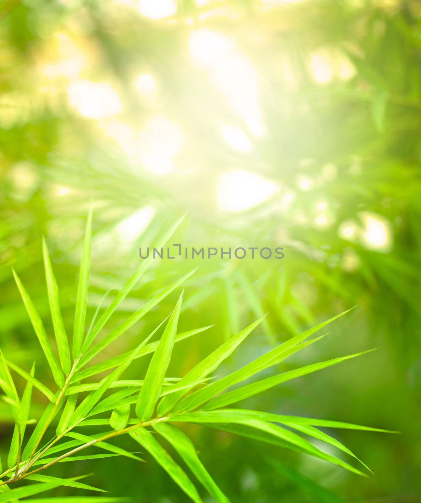 asian nature bamboo forest with rays of light