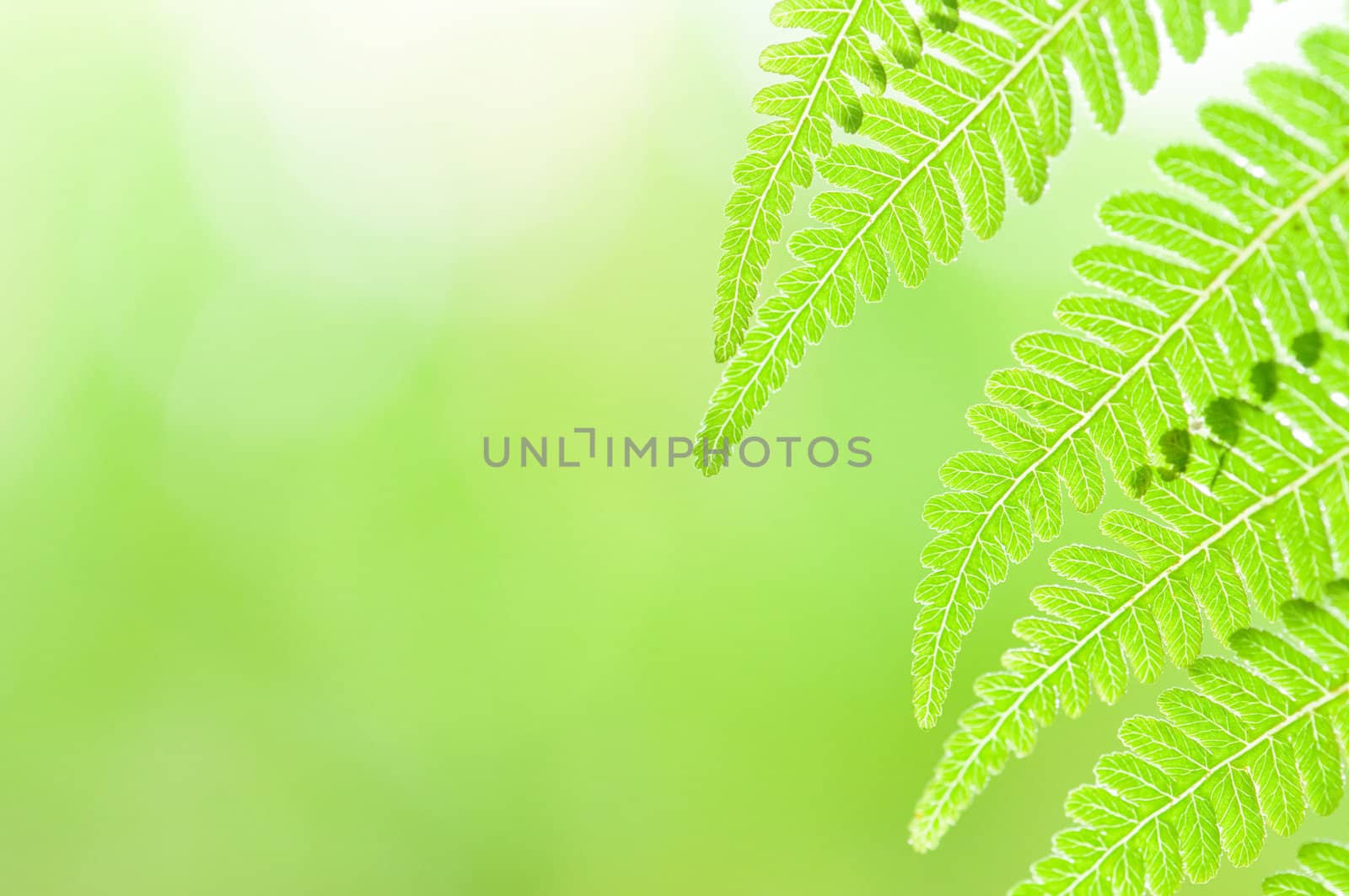 macro of a green leaf with plenty of copyspace on left