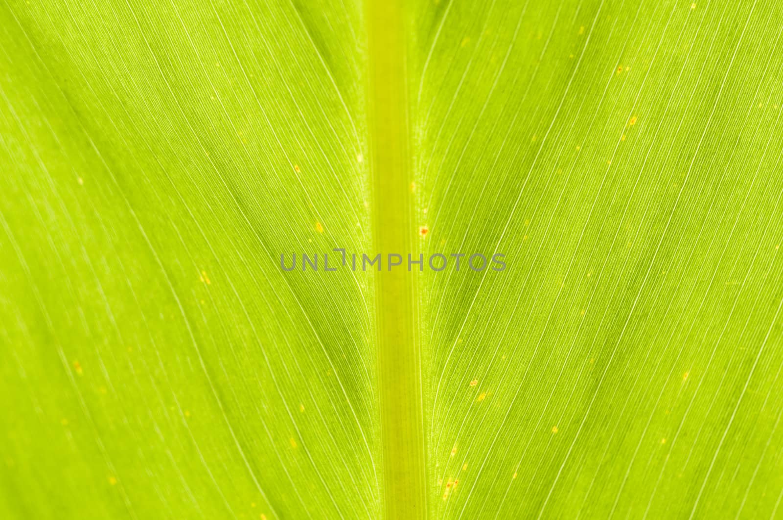 macro close up of green leaf