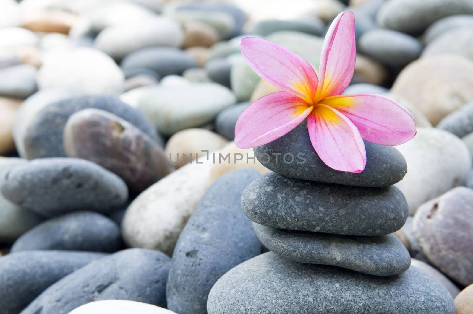 frangipani with stack of rocks