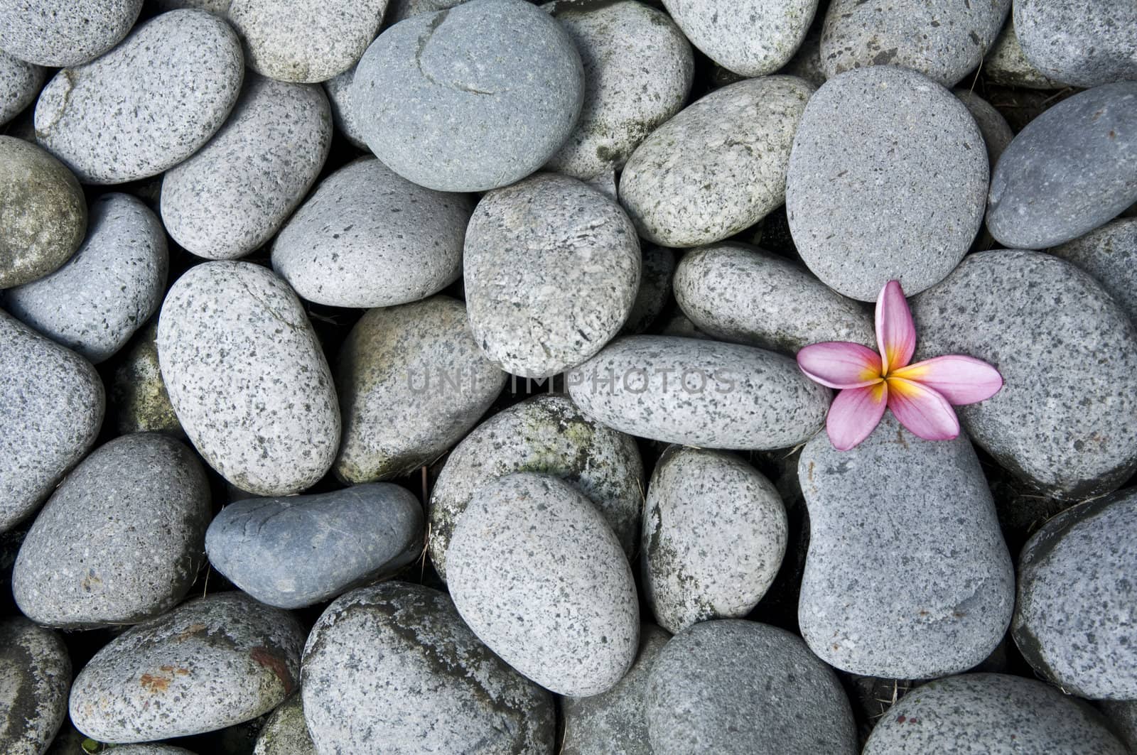 frangipani flower on a bunch of rocks