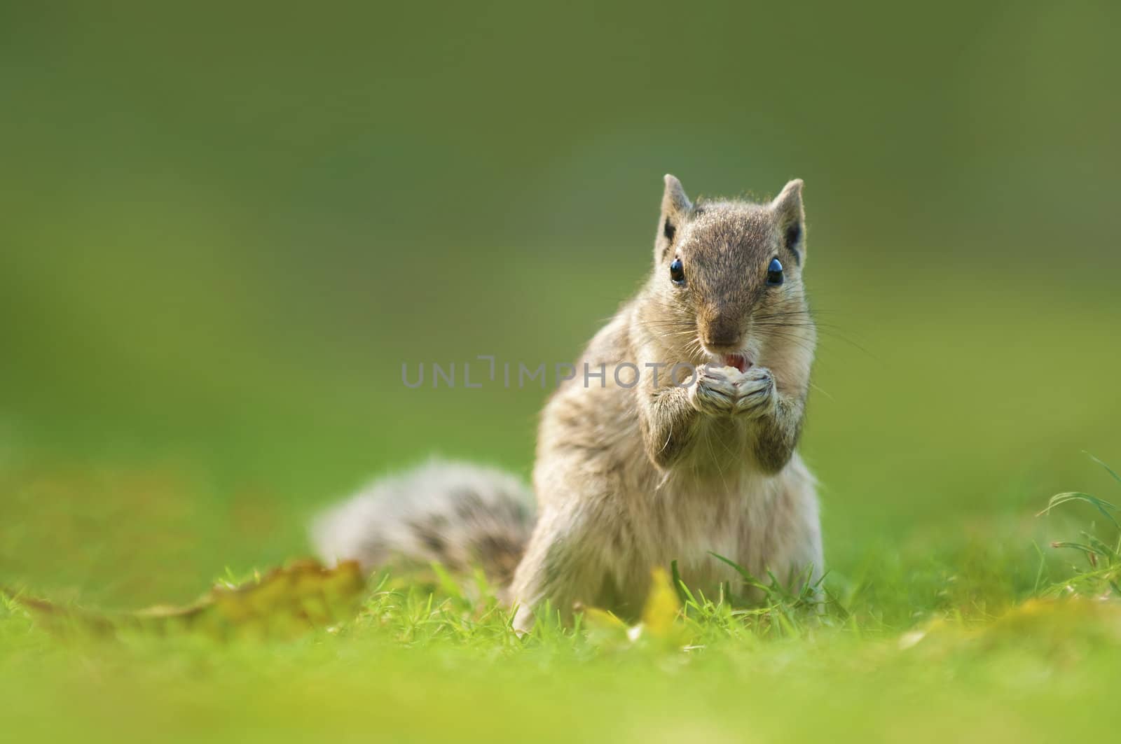 indian squirrel by yuliang11
