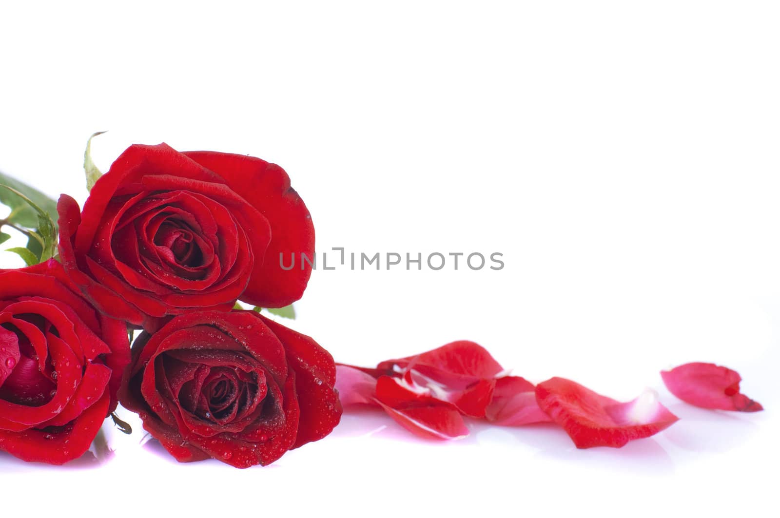 red rose petals with isolated white background