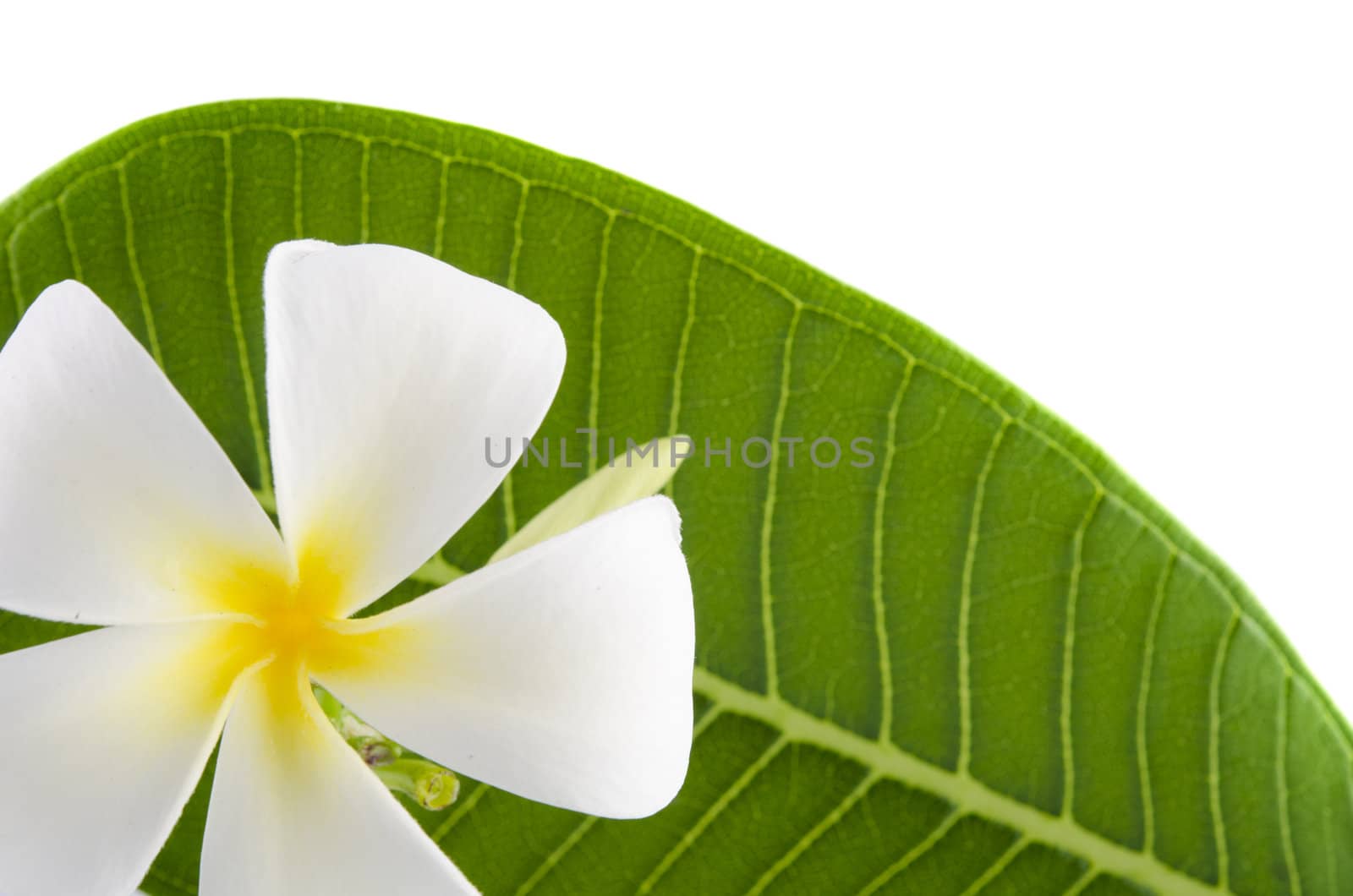 fragipani with isolated white background