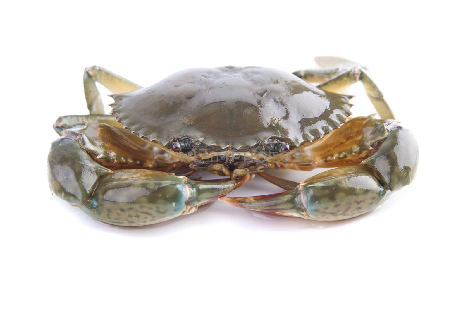 isolated single raw crab with white background