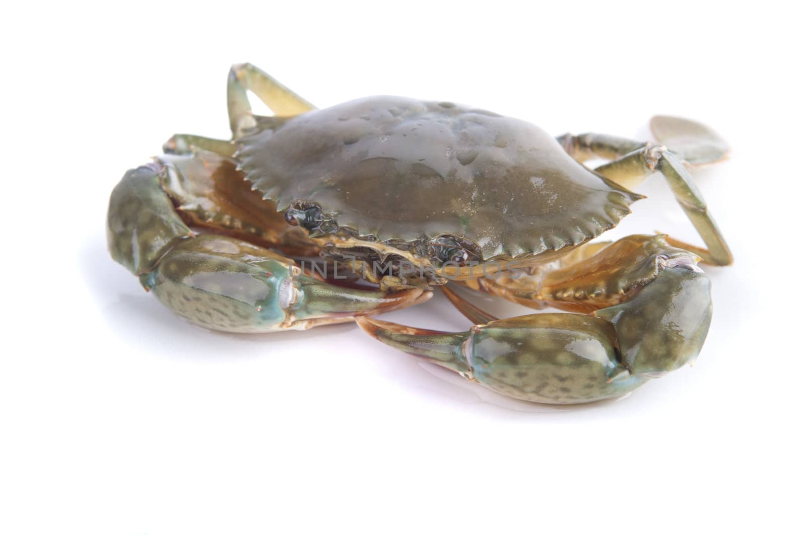 live crab with white background