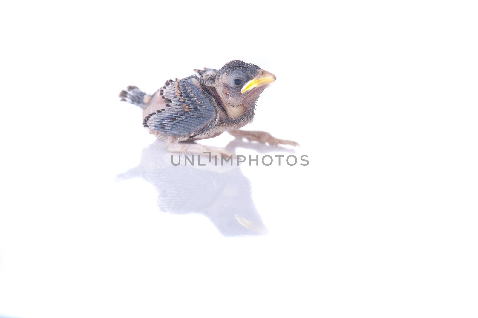 baby brood sparrow isolated on white background