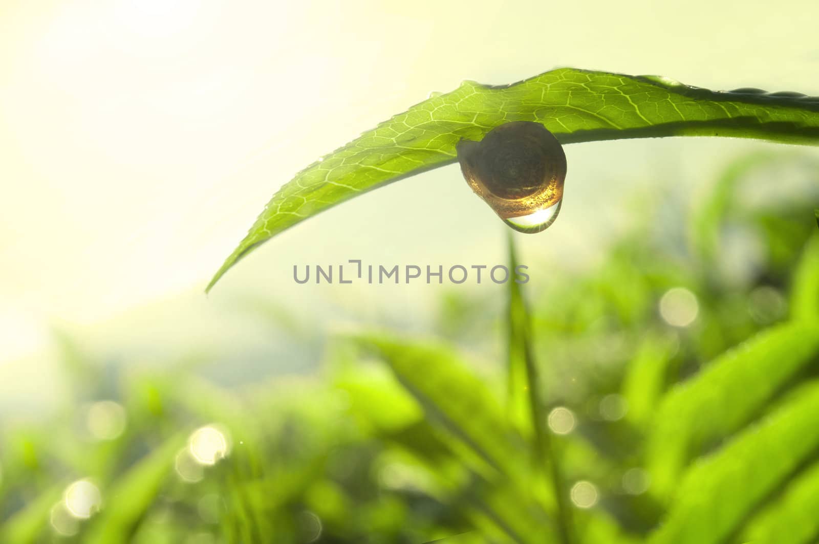 tea nature green concept photo by yuliang11