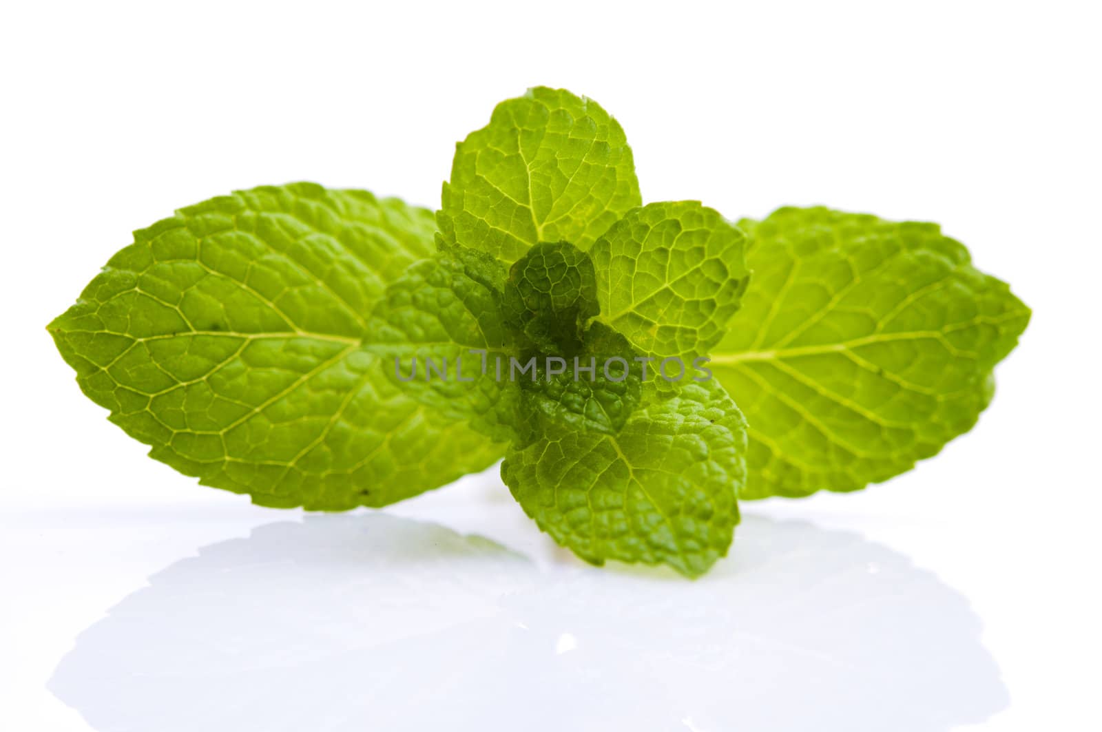 Green Mint on white background  by yuliang11