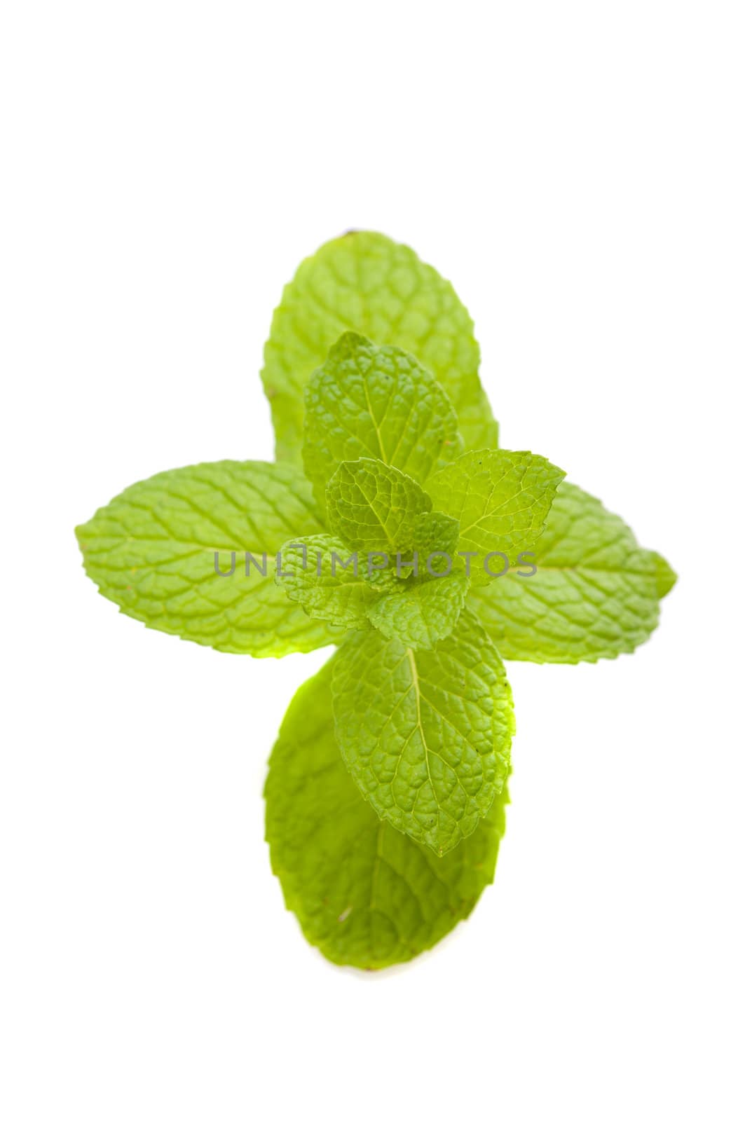 Close up green mint isolated on white background  by yuliang11