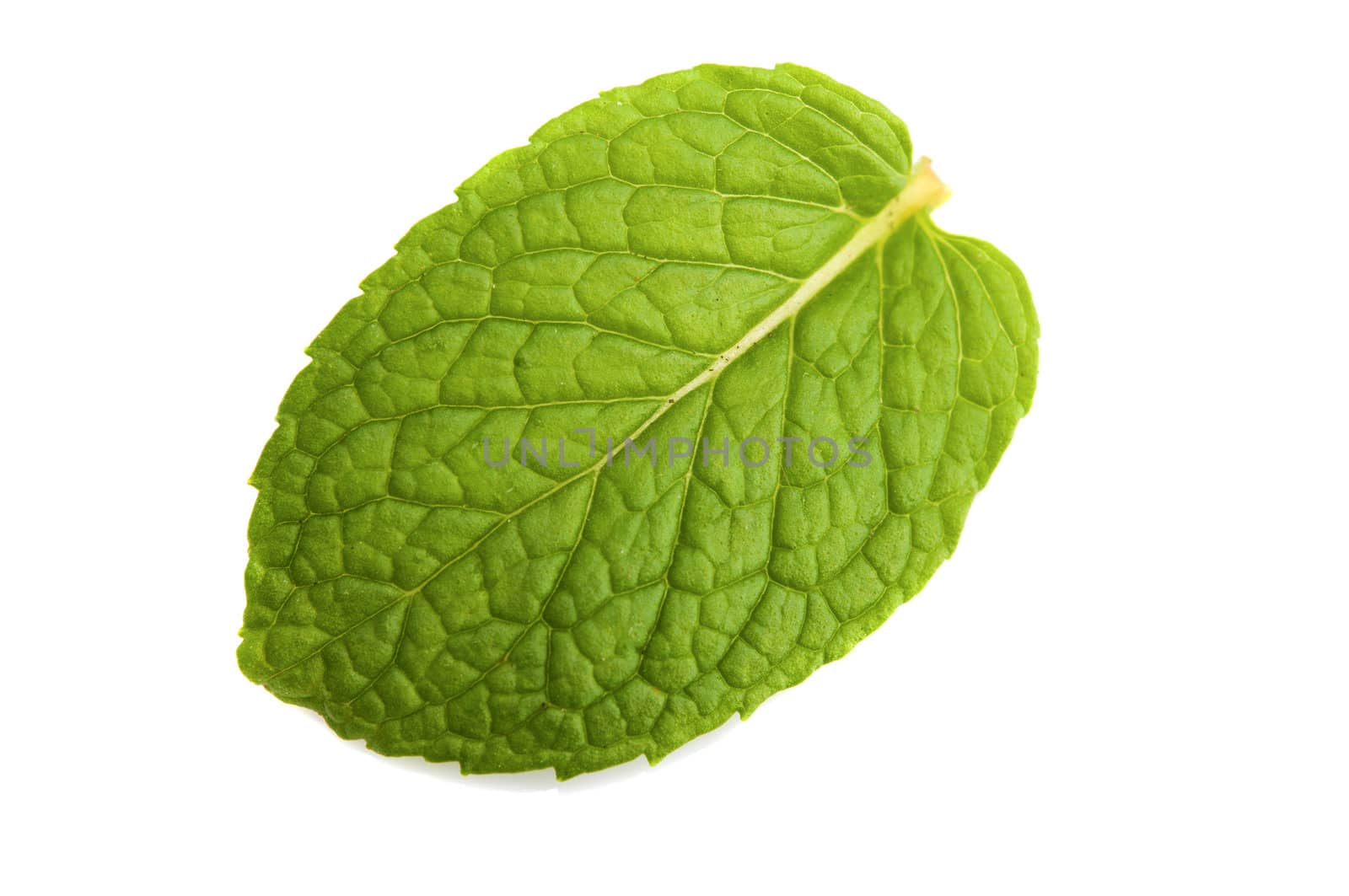 Isolated macro of fresh mint leaf 