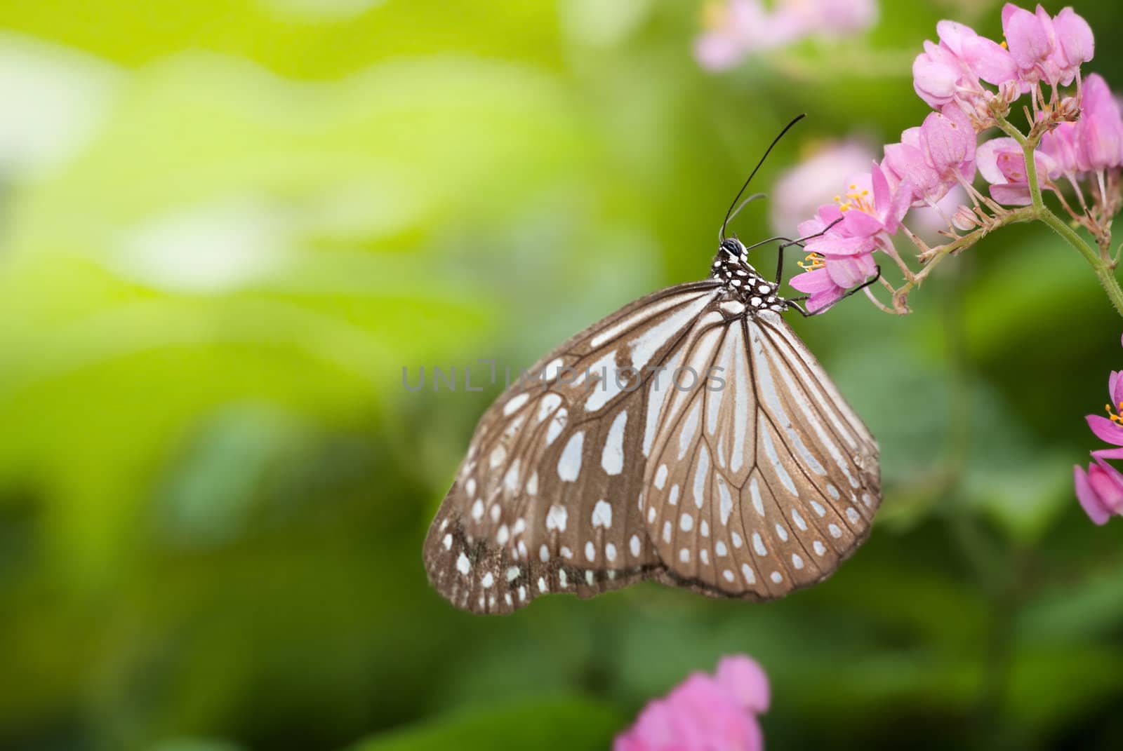 close up shot of butterfly by yuliang11