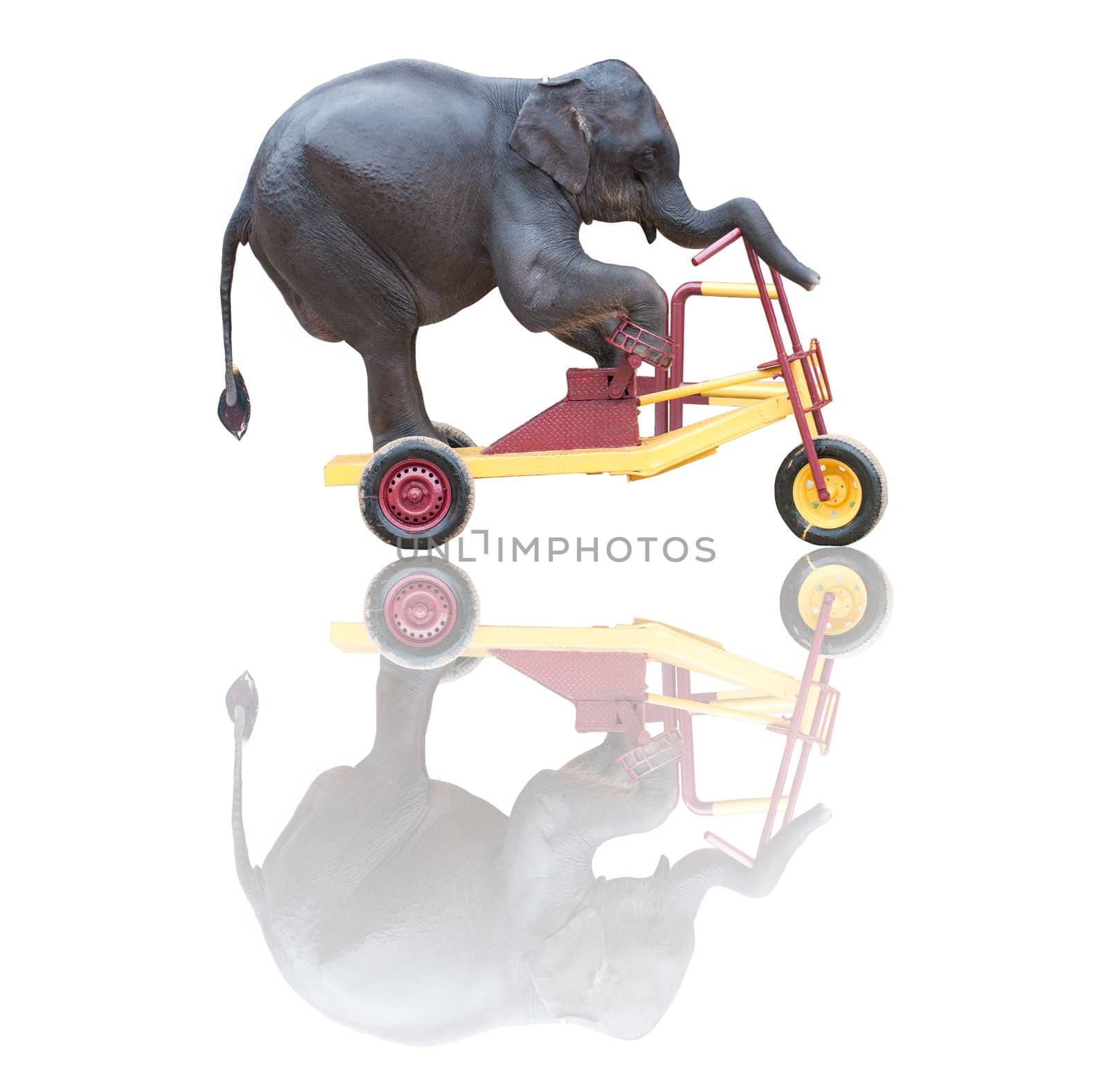elephant riding a bicycle isolated on white by yuliang11