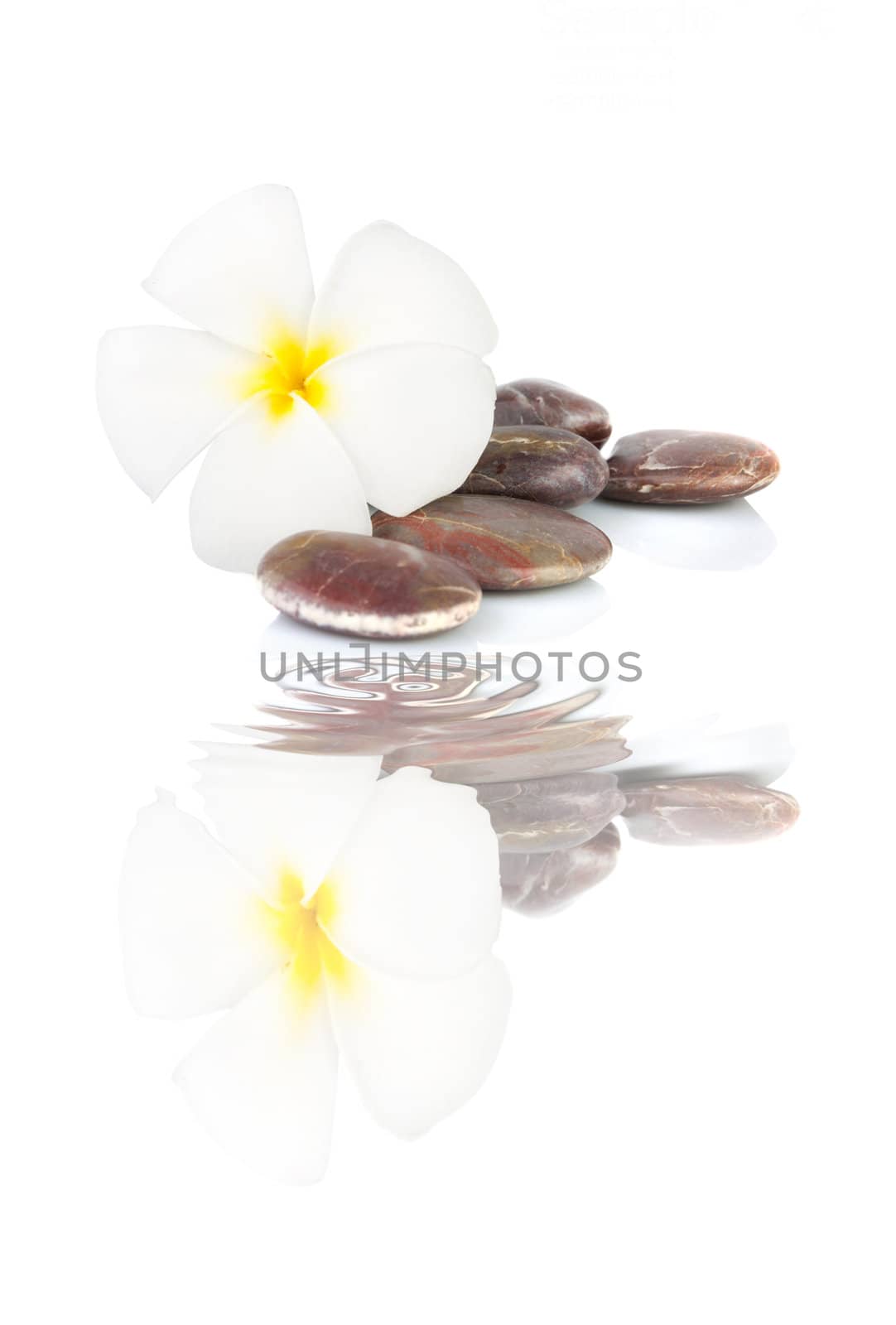 frangipani with white isolated background