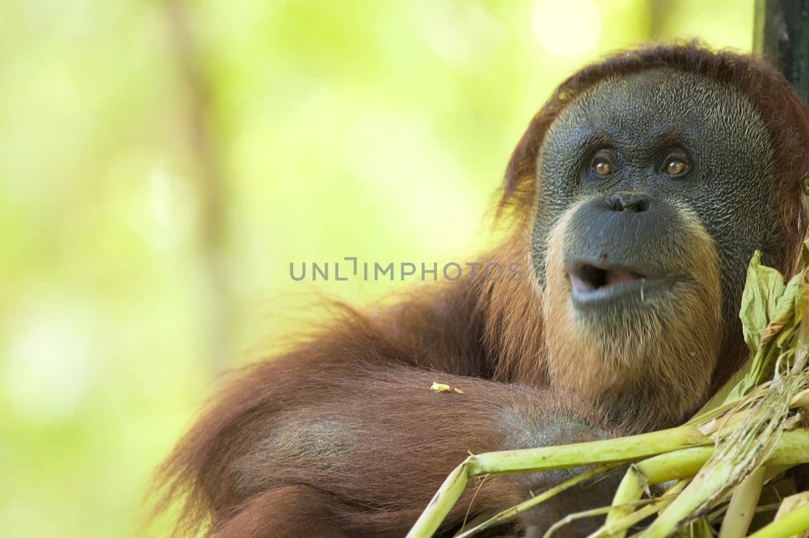 adult male orang utan feeding, focus on eyes , motion blur on mouth