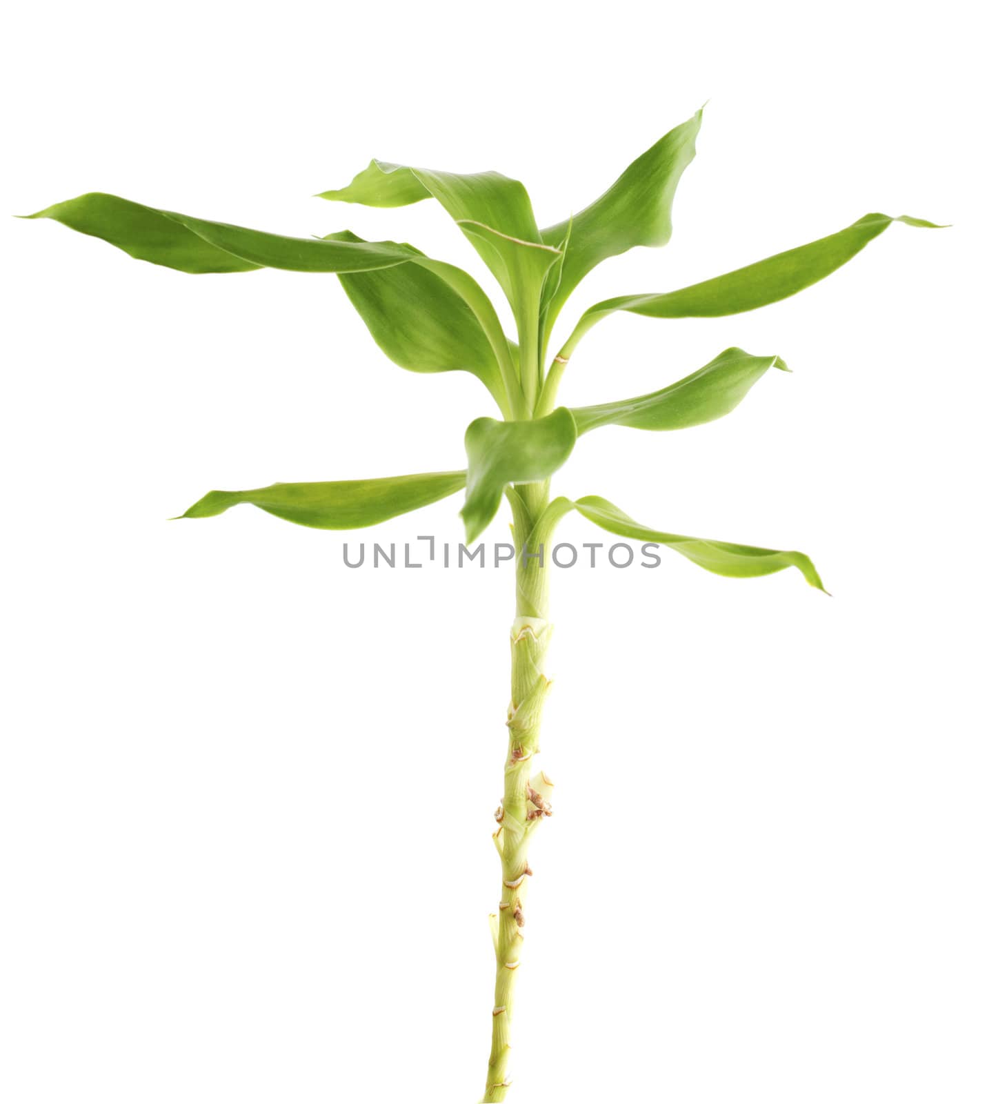 isolated bamboo with white background