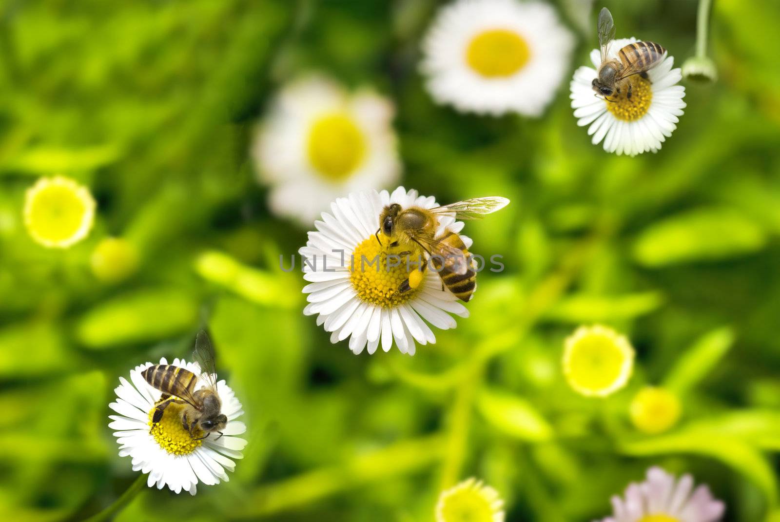 macro shot of honey bee on camomile 