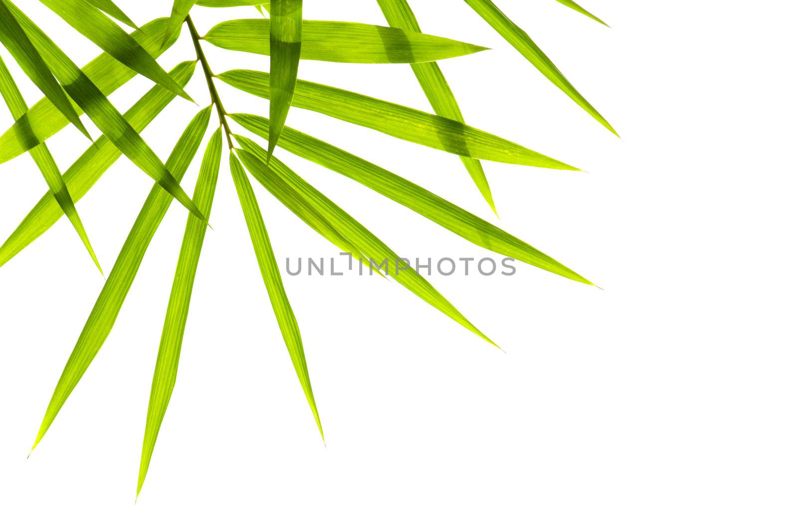 bamboo with isolated white background