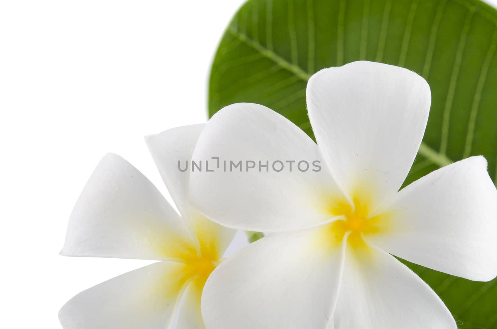 frangipani with isolated white background