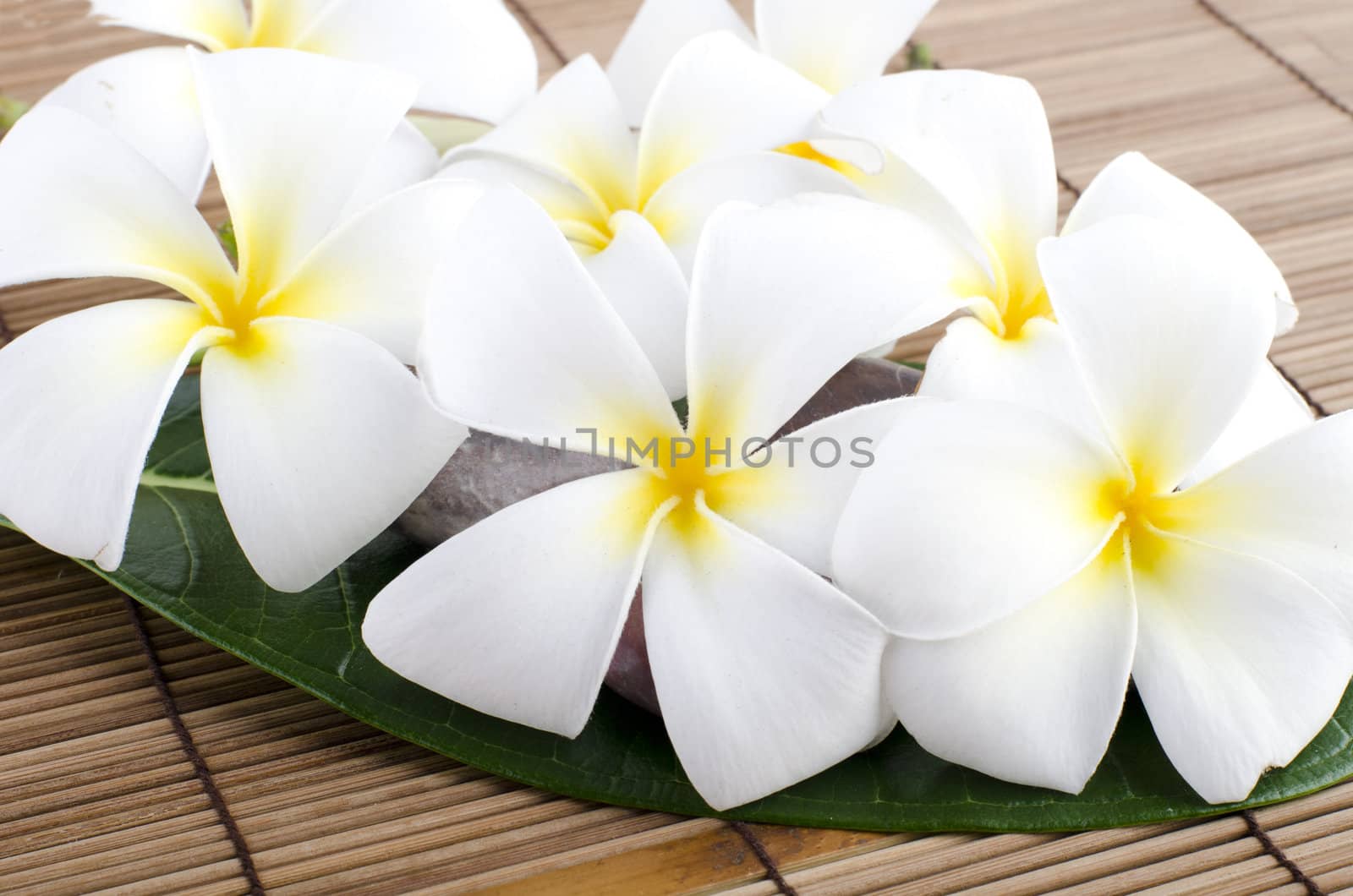 frangipani tropical spa concept