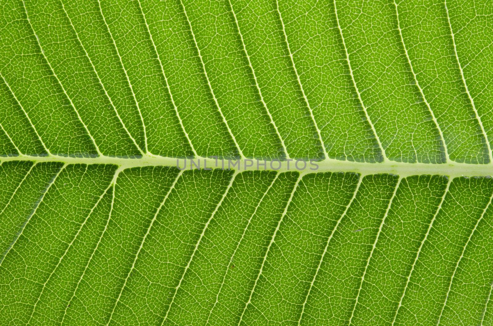 the frangipani leaf background  by yuliang11