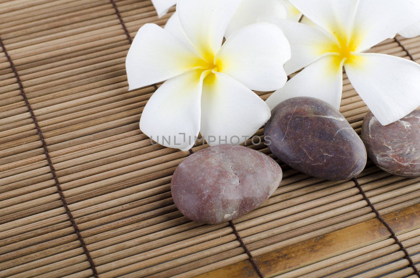 frangipani on stock of rocks