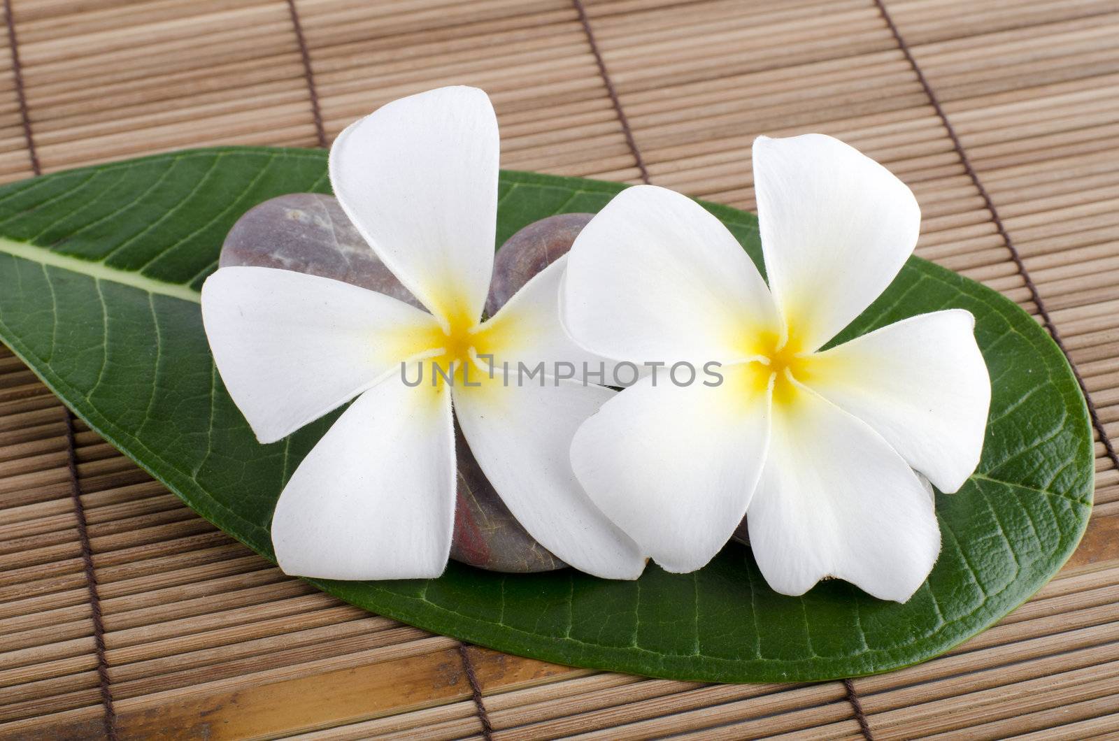 White frangipani and therapy 