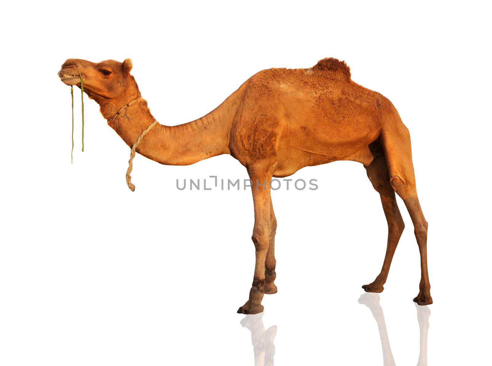 The lonely domestic camel isolated on white. by yuliang11