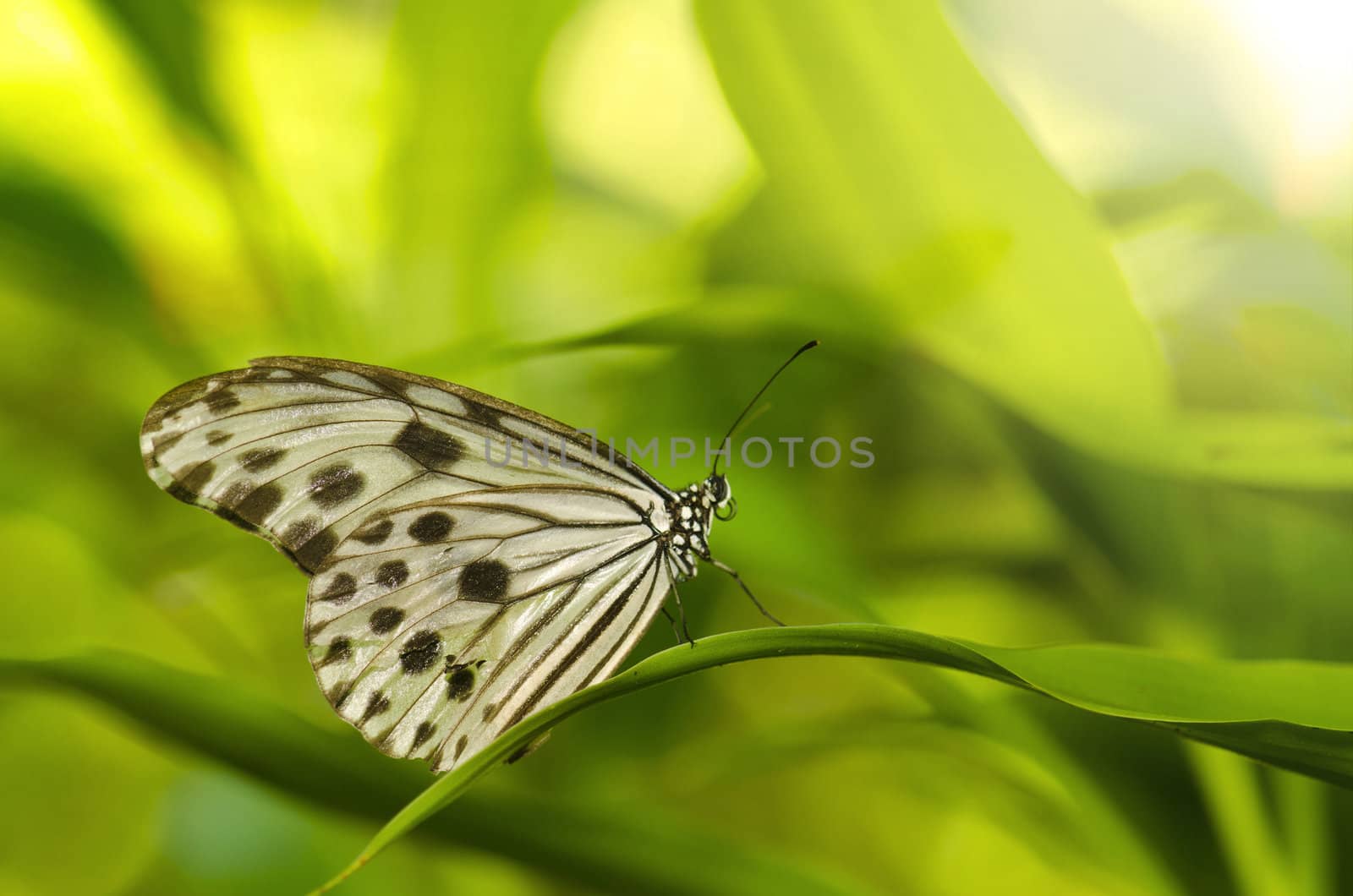 close up photo of butterfly with ray of lights