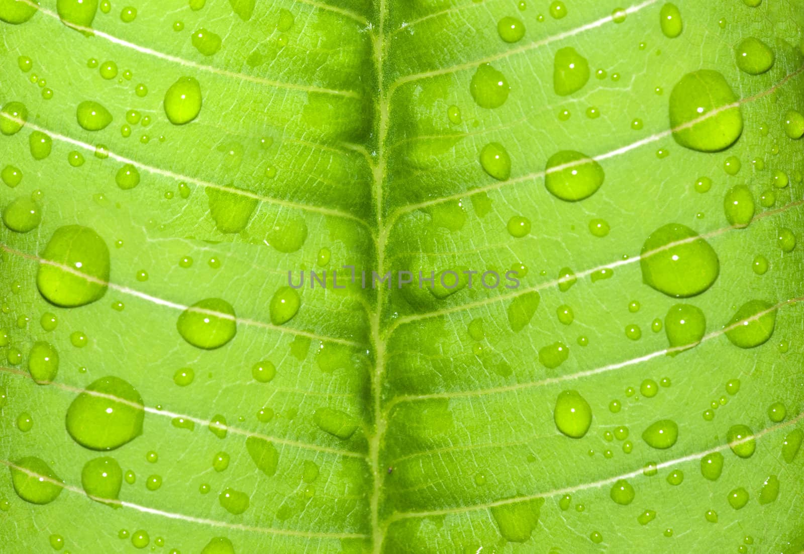 water-drop on a green leaf after rain
