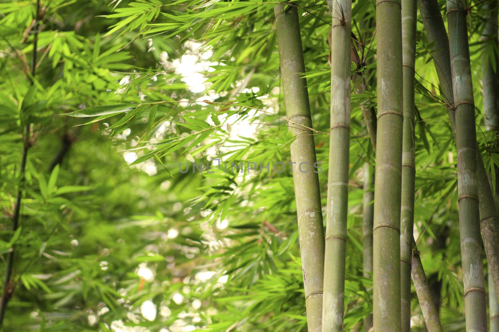 green bamboo forest with ray of lights
