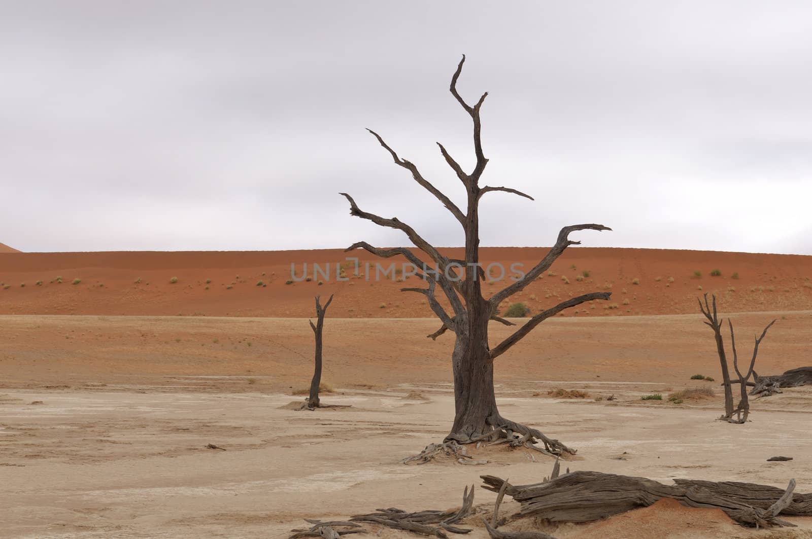 Tree skeletons at Deadvlei near Sossusvlei, Namibia