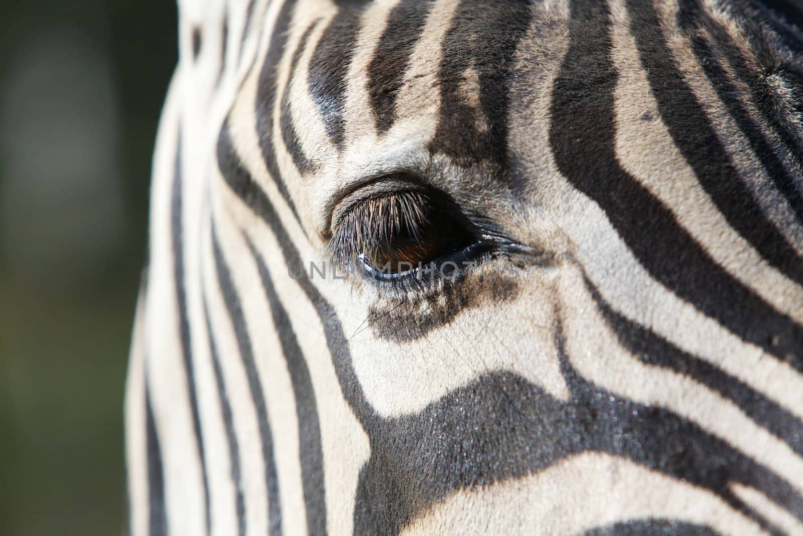 Close up a a single brown Zebra eye