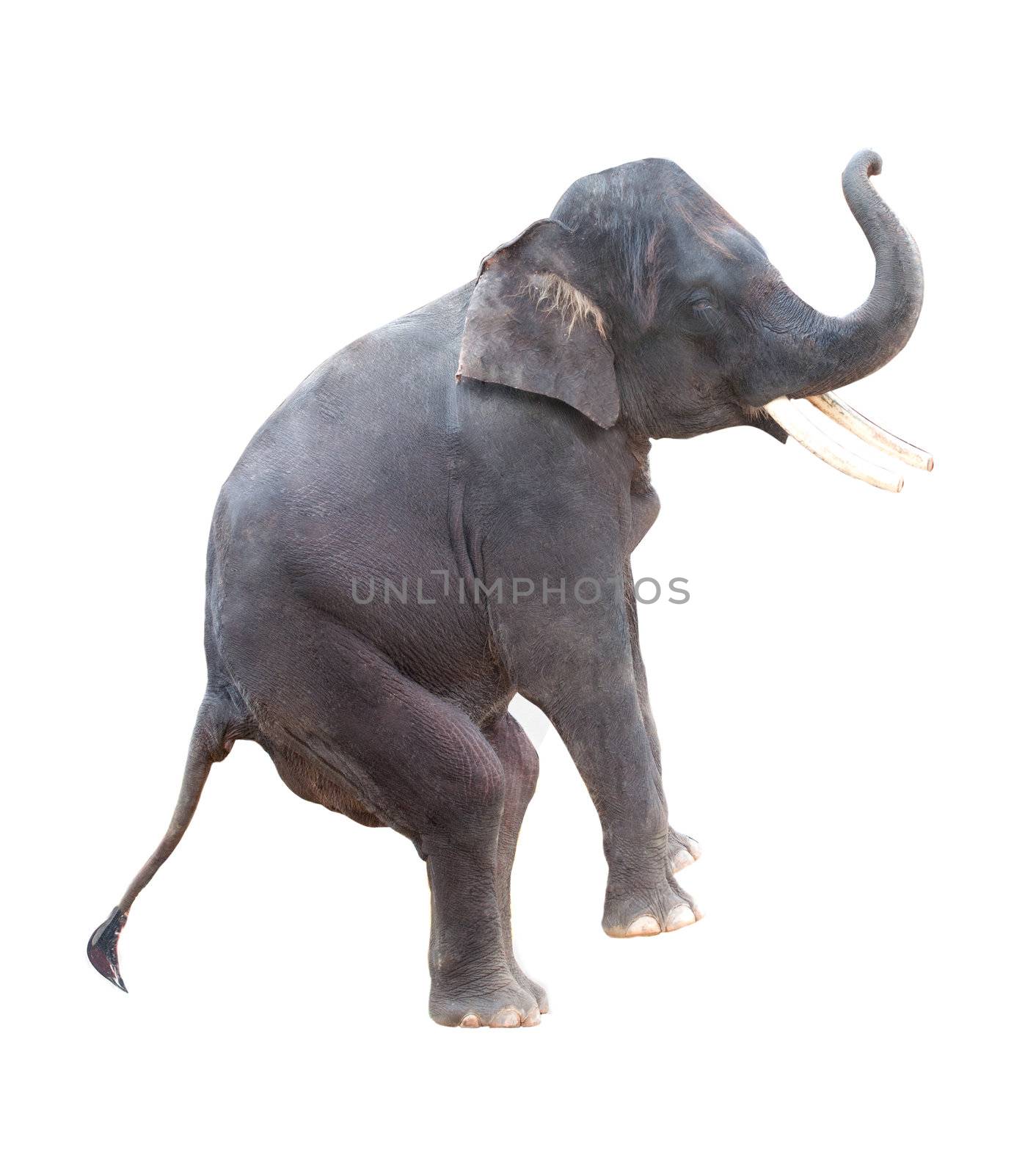 elephant isolated in white