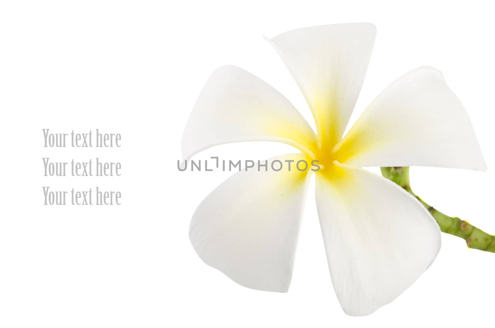 frangipani with isolated white background and copy sapce