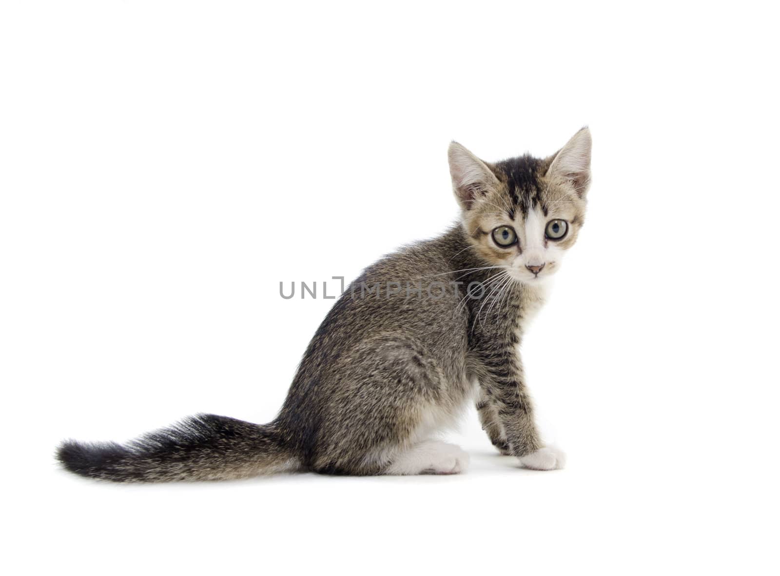 malaysian stray kitten isolated on white by yuliang11