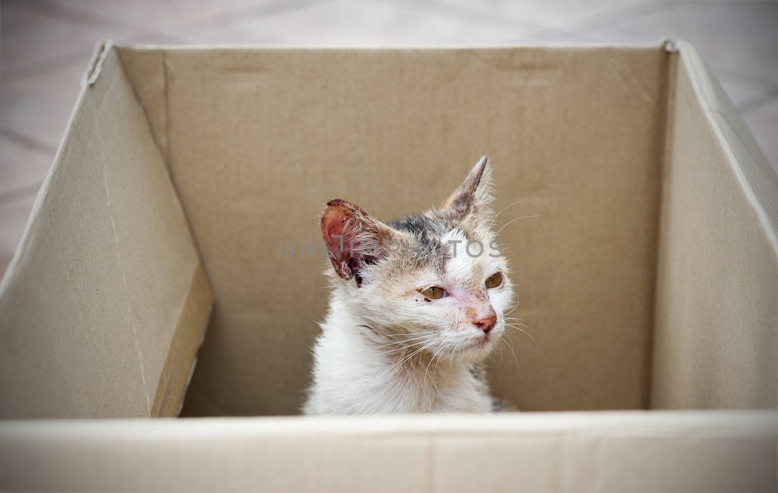 diseased stray cat being rescued
