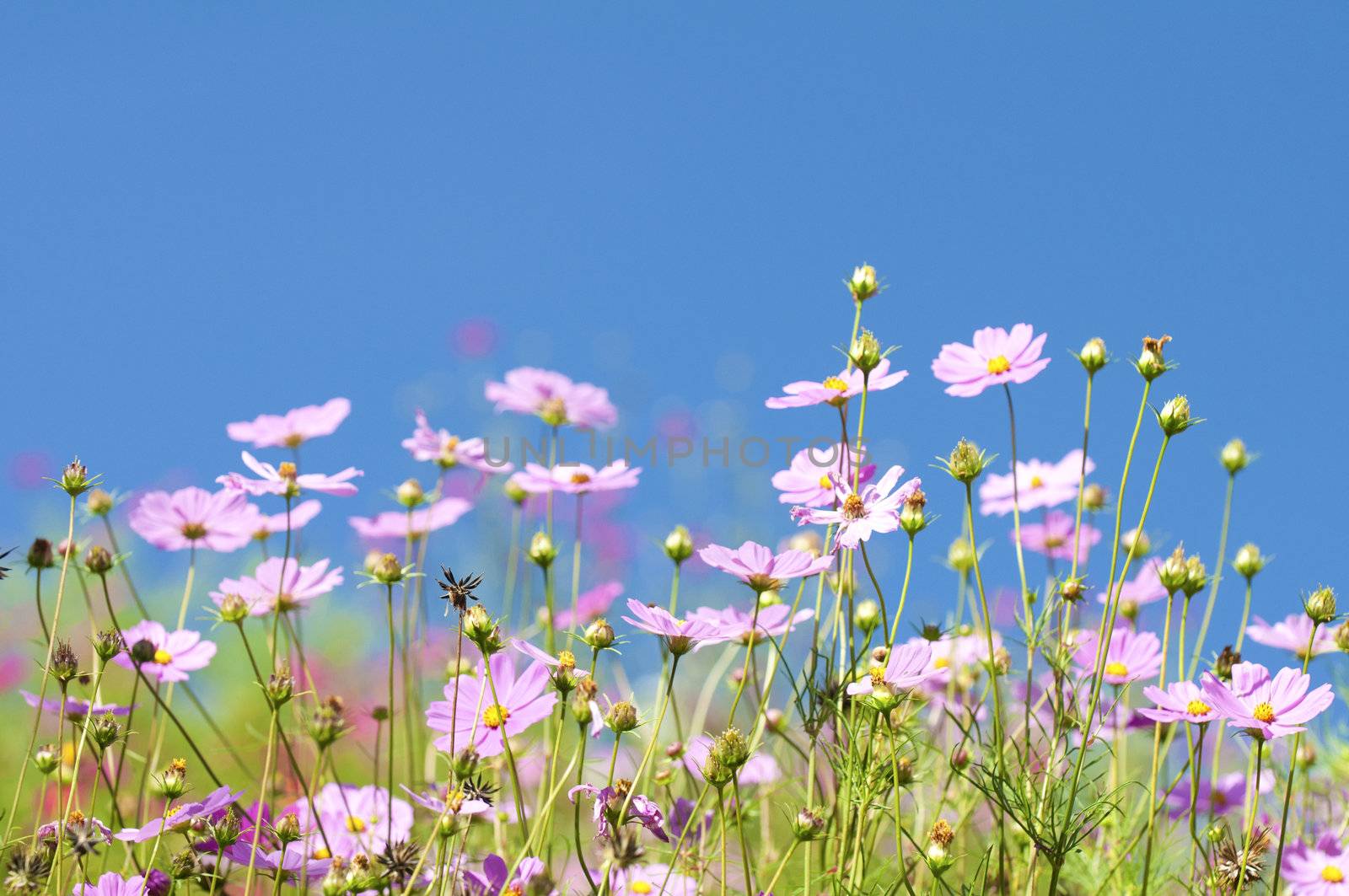 Bunch of spring flowers in the meadow

