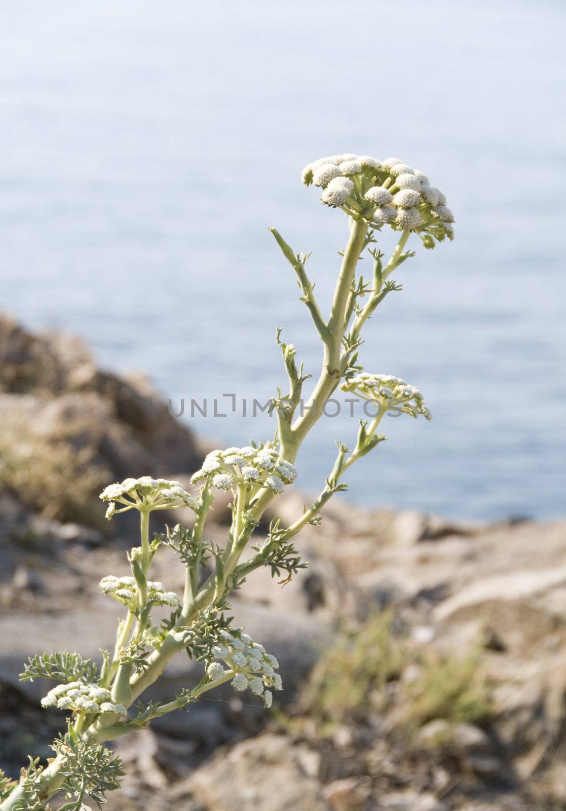 Wormwood flowers close-up with selective focus on front of inflorence