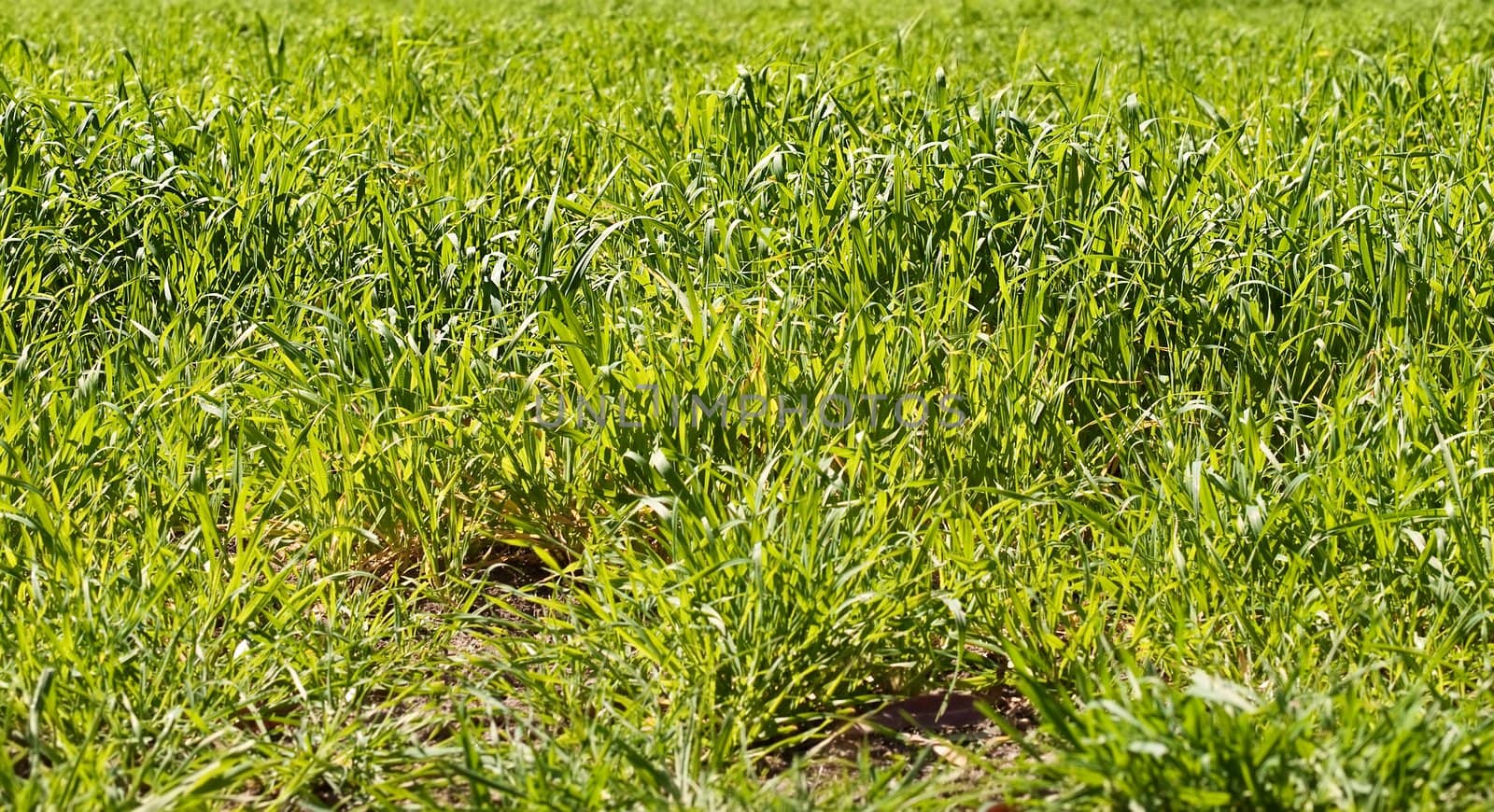 Spring time long lush bright green blades of spring grass cow fodder background