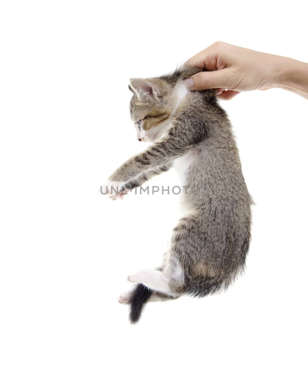 kitten being hold