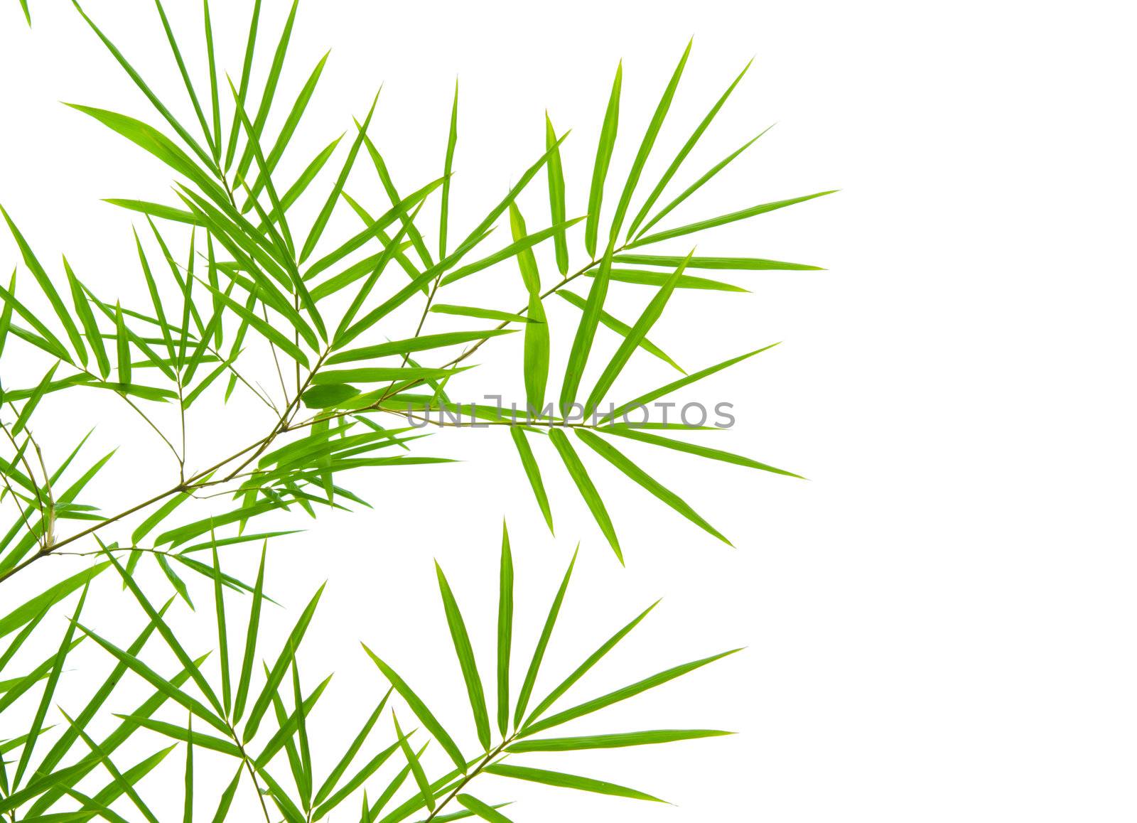 bamboo with isolated white background