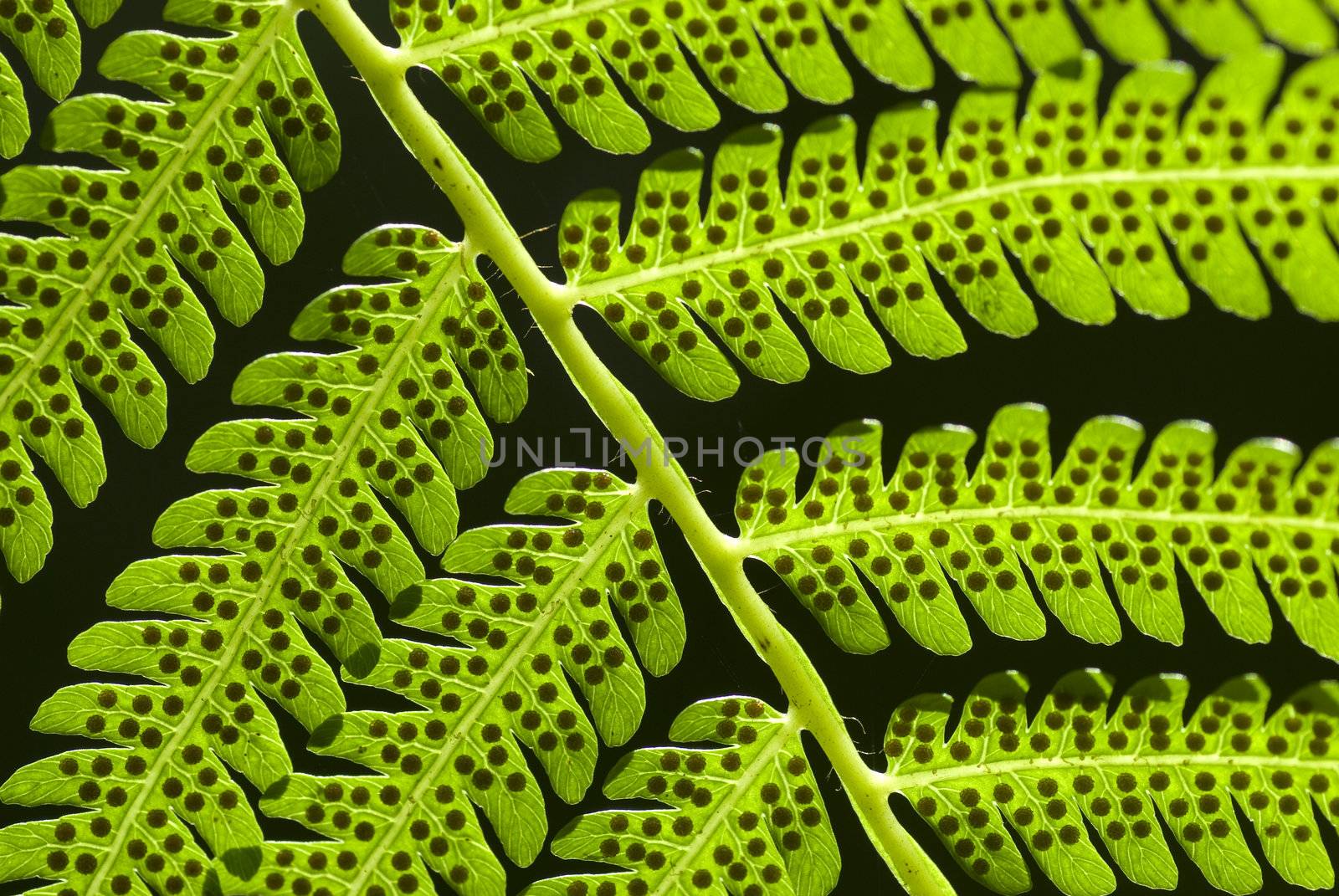 close up shot of green leaf